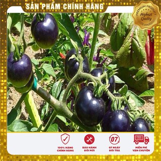 Hạt Giống Cà Chua Đen(15-20 hạt)