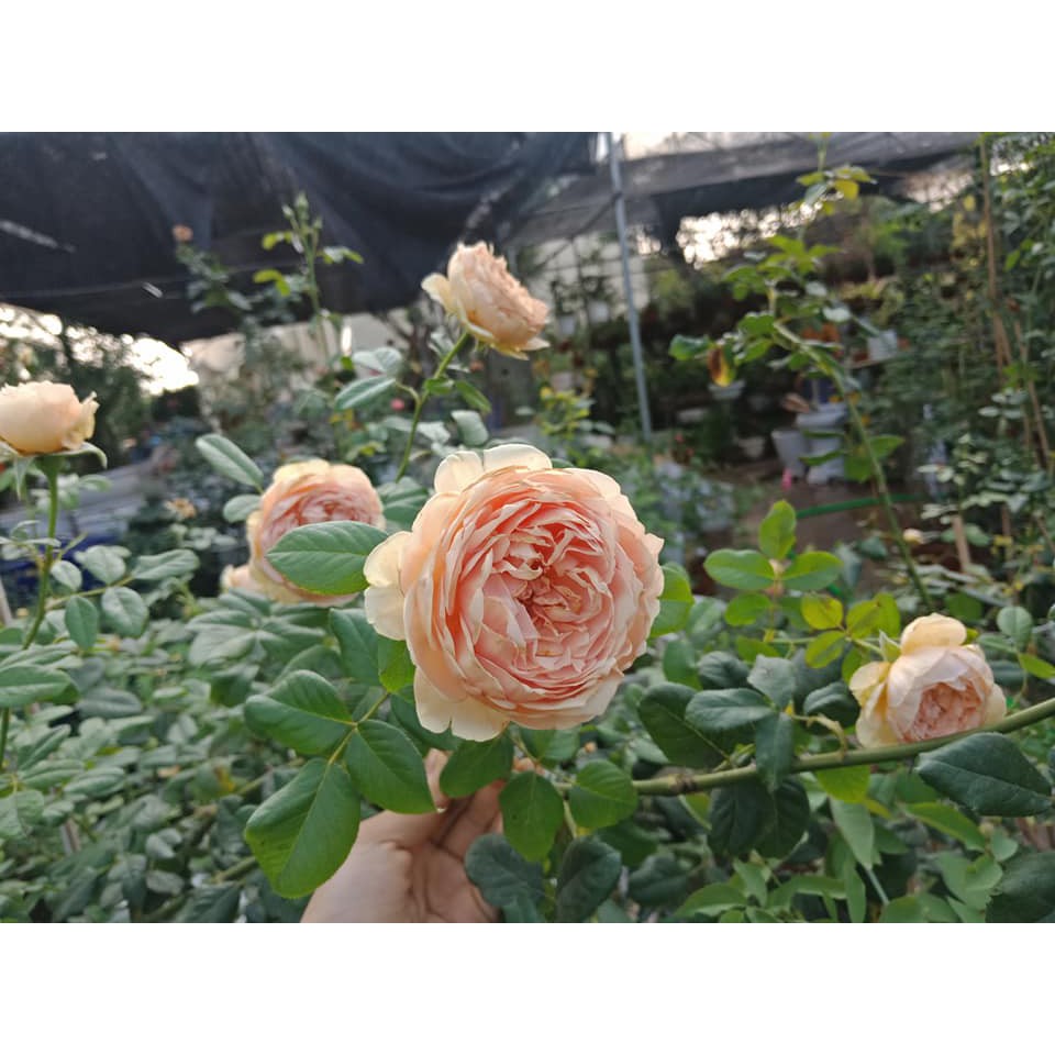 cây hồng masora