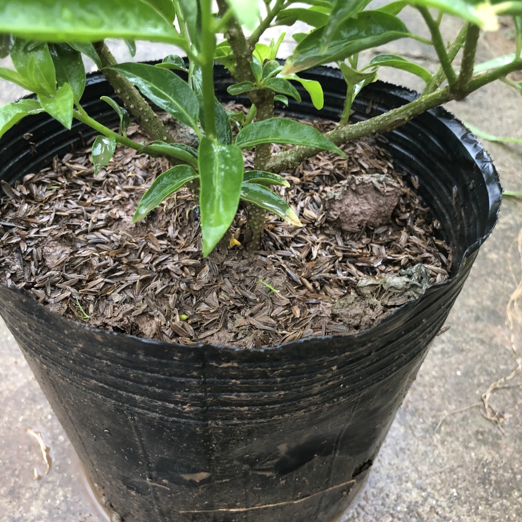 Cây dạ hương, Cao 25cm lá cẩm thạch bắt mắt, ban đêm hoa có mùi thơm dễ chịu, thích hợp trồng trang trí sân vườn