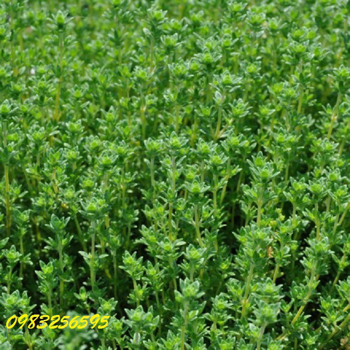 Bán buôn, bán lẻ - Hạt giống cỏ hương thảo gói 20 hạt xuất xứ Đức tại thietbinhavuon_chất lượng.