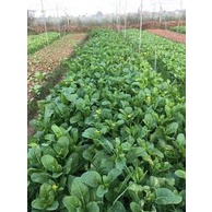 Hạt giống rau cải ngồng F1 -Tổng kho hạt giống giá rẻ