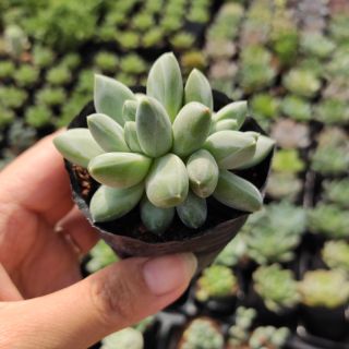 Sen kim cương trắng