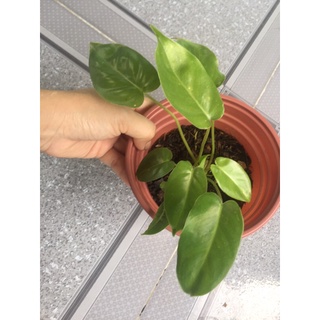 Trầu bà tỷ phú Philodendron Burle Marx