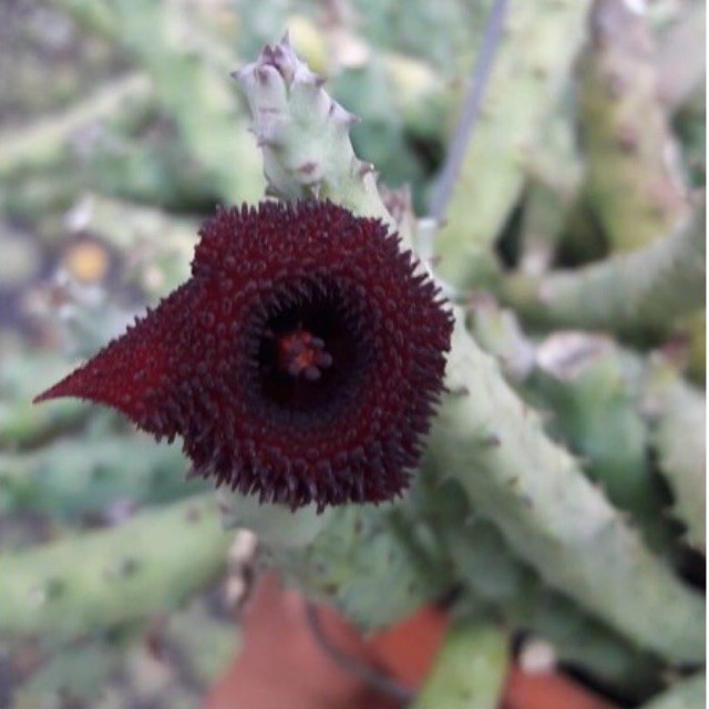 Xương rồng sao biển 10k/nhánh