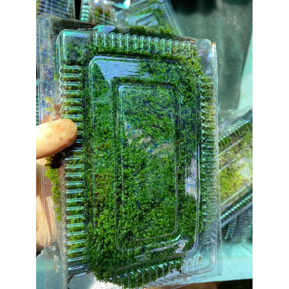 RÊU MINIFISS LÁ NƯỚC | Mini fiss TRẢI NỀN HỒ THUỶ SINH