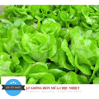 Giống Rau Xà lách mỡ