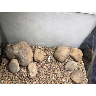 Đá Cuội Vàng (1kg)