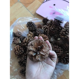 Quả thông làm tranh - decor - trang trí