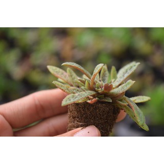 sen đá cỏ tím mini 2-4cm