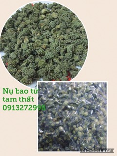 Nụ bao tử hoa tam thất