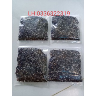 hạt giống cây đuôi chuột hoa tím(gói 600 hạt)