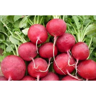 10GR - HẠT GIỐNG CỦ CẢI ĐỎ