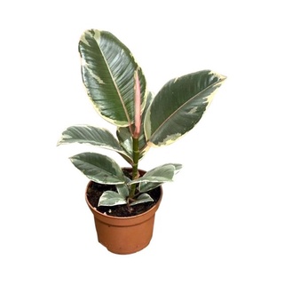 Cây đa cẩm thạch cao 25-30cm loại cẩm thạch trắng (Ficus Elastica Tineke)