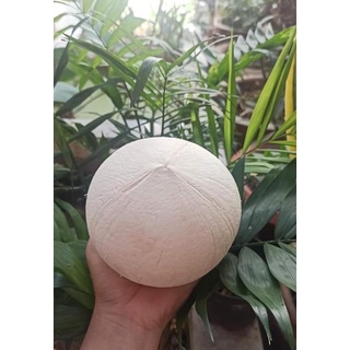 DỪA XIÊM TRỌC - size 400gr trở lên