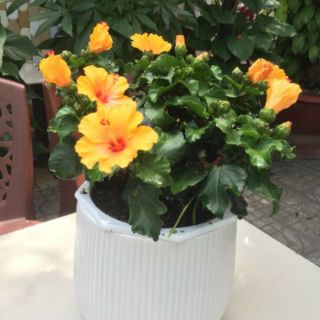 Bụp Bụp Thái 5 cánh