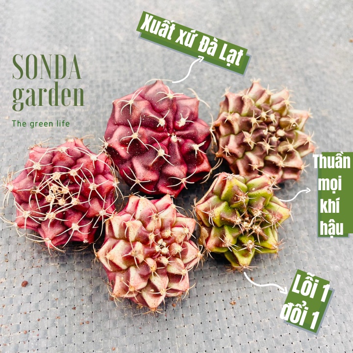 Xương rồng gymno SONDA GARDEN random 3 cây size mini 2,5-4cm, xuất xứ Đà Lạt, khoẻ đẹp, lỗi 1 đổi 1