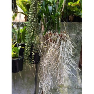 Phân bón siêu ra rễ Root New đậm đặc