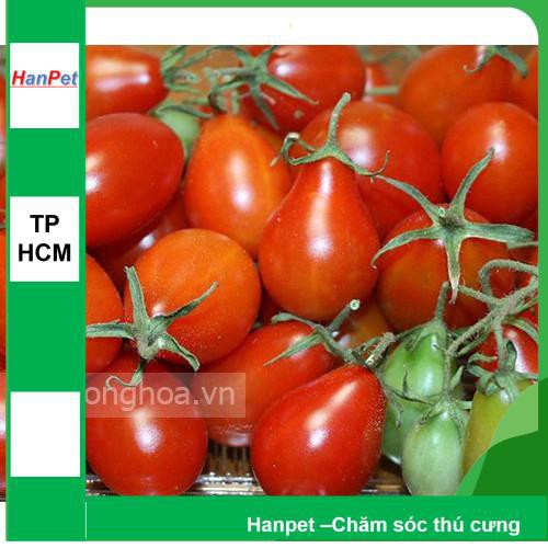 HCM-(VƯỜN TRONG NHÀ) Hạt giống Cà chua hình lê (loại dài màu đỏ) Combo 30 hạt phù hợp khí hậu nhiệt đới-HP1002