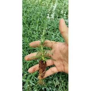 Cây giống Hương thảo, ship toàn quốc