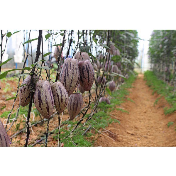 Shop 1K - Hạt Giống Dưa Pepino  - Giàu Dinh Dưỡng, Năng Suất Cao - MUA 3 TẶNG 1 CÙNG LOẠI