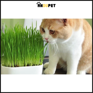 BỘ KIT TRỒNG CỎ MÈO