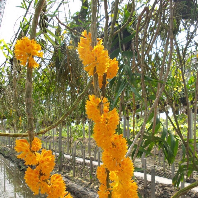 Lan Báo Hỷ hoa vàng