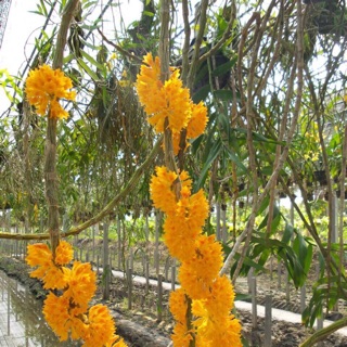 Lan Báo Hỷ hoa vàng