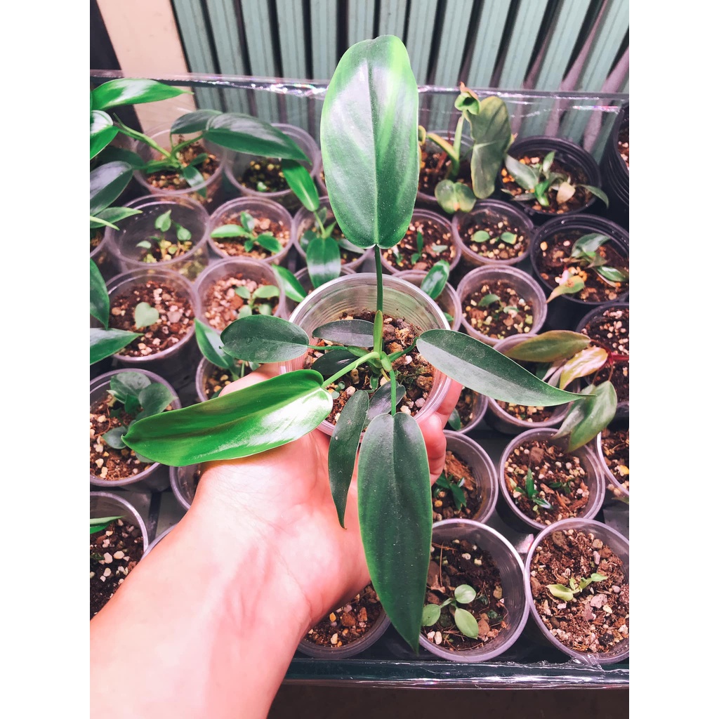 Philodendron 69689 - kiểng lá trang trí trong nhà, bàn làm việc - cây dễ sống dễ chăm