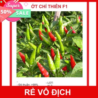 HOTHạt Giống Ớt Chỉ Thiên Siêu Cay
