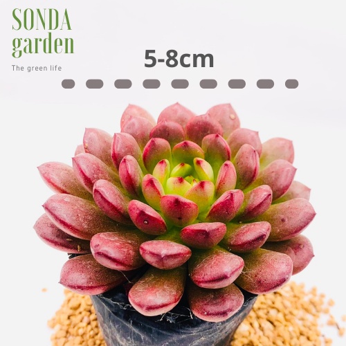 Sen đá ruby đỏ SONDA GARDEN ép màu full nắng mưa size bé 5-8cm, lỗi 1 đổi 1