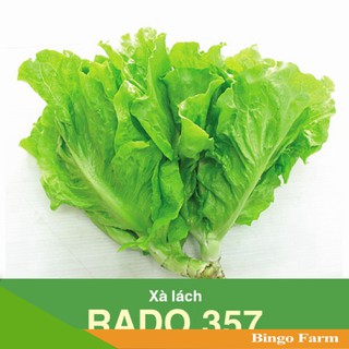 Hạt giống Xà lách lá mềm dài Rado 357