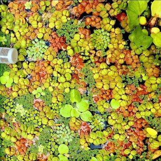 Cây thủy sinh, bèo, rong trang trí hồ thủy sinh cá tép cảnh không cần co2- Bèo nhật, bèo rễ đỏ,... trang trí hồ