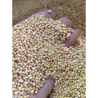 1kg hạt Kê Bóng Vàng