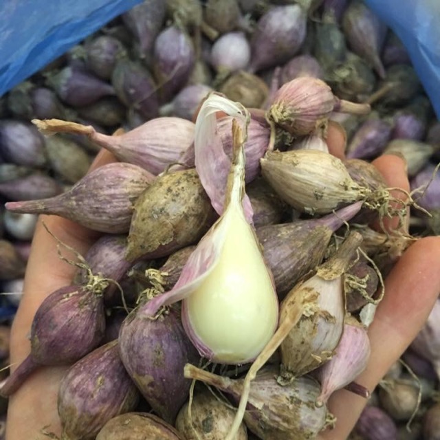 Tỏi cô đơn Sơn la