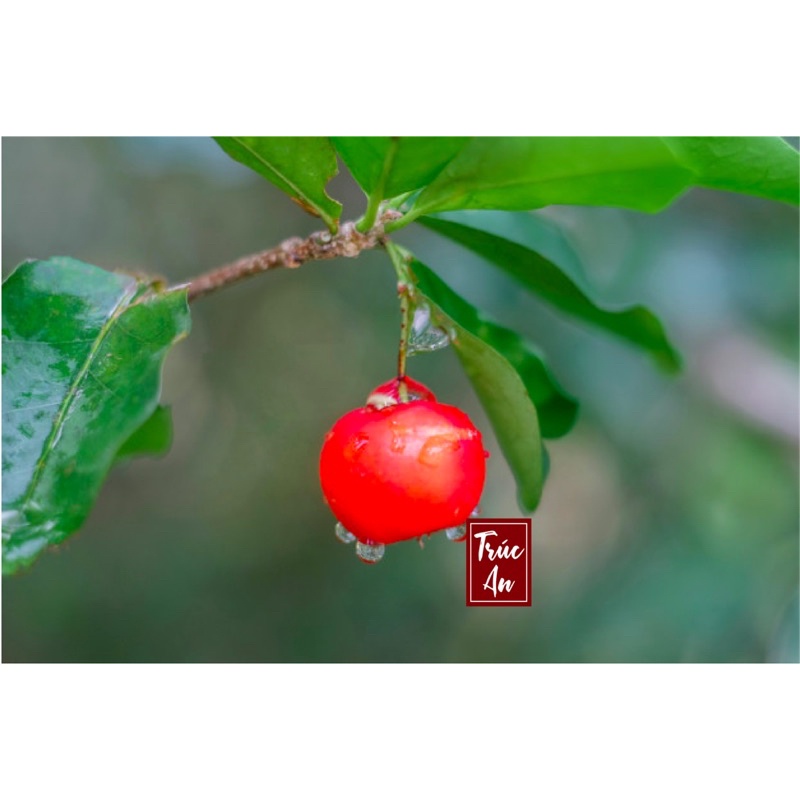 [CHỈ GIAO HCM]  Cây sơ ri Thái cao khoẻ nhiều hoa đang đậu trái. Cây đã thuần khí hậu HCM bảo đảm sống tốt