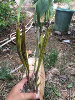 Sơn thuỷ tiên 1 khóm