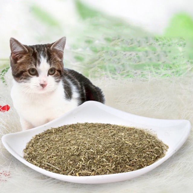 Cỏ bạc hà/ catnip/ catmint cho mèo