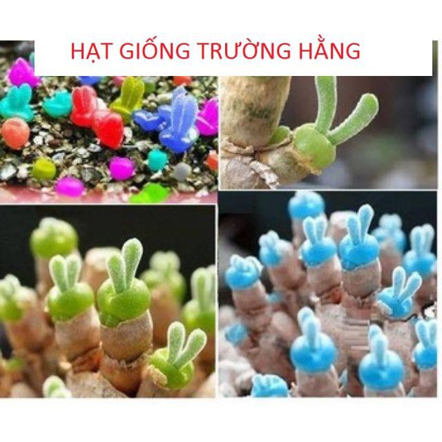 Hạt gióng cây tai thỏ mix màu 20 hạt