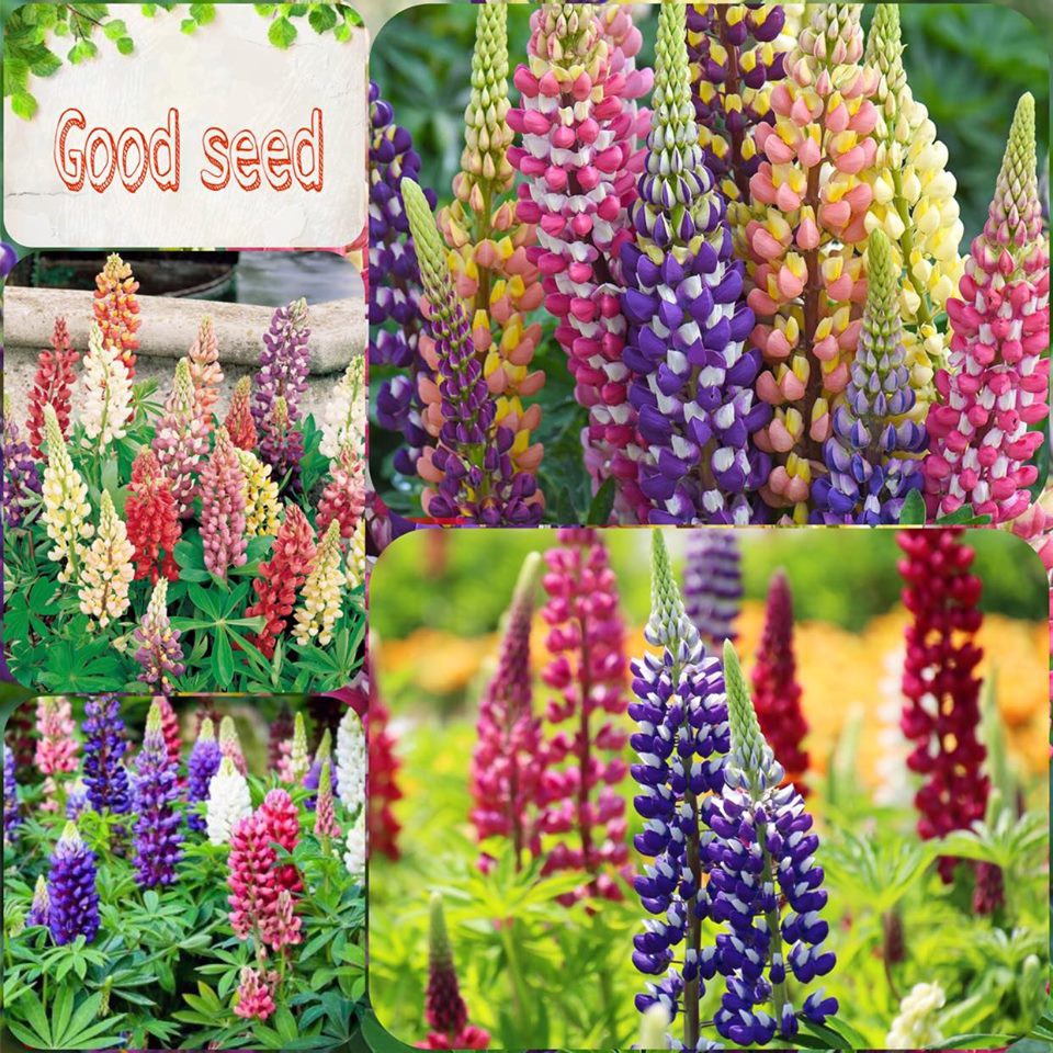 ⚡️HẠT GIỐNG HOA ĐẬU LUPIN MIX F1⚡️ TỈ LỆ NẢY MẦM TRÊN 90% HOA CỰC KÌ ĐẸP GÓI 30 HẠT