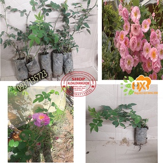 COMBO 5 CÂY HOA HỒNG TẦM XUÂN CON