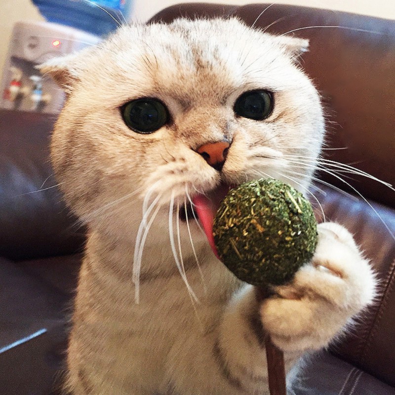 Que Catnip Cỏ Mèo Khô Hình Ngẫu Nhiên