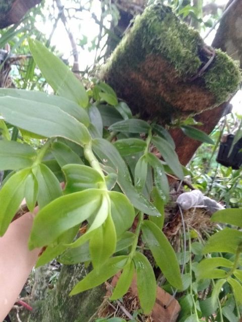 Hoa phong lan long tu xuân hoa tết bảng thuần vườn