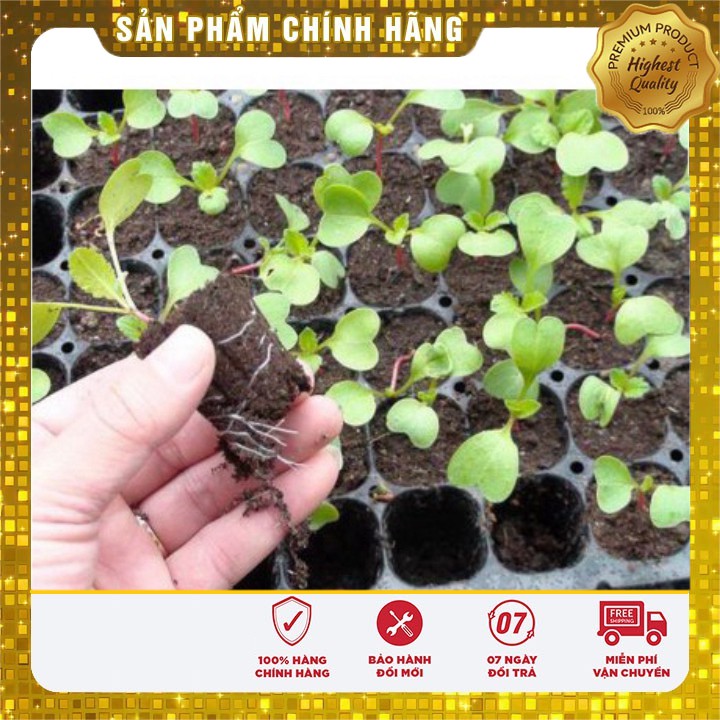 Hạt Giống Củ Cải Tròn Đỏ ( gói 5 gram)