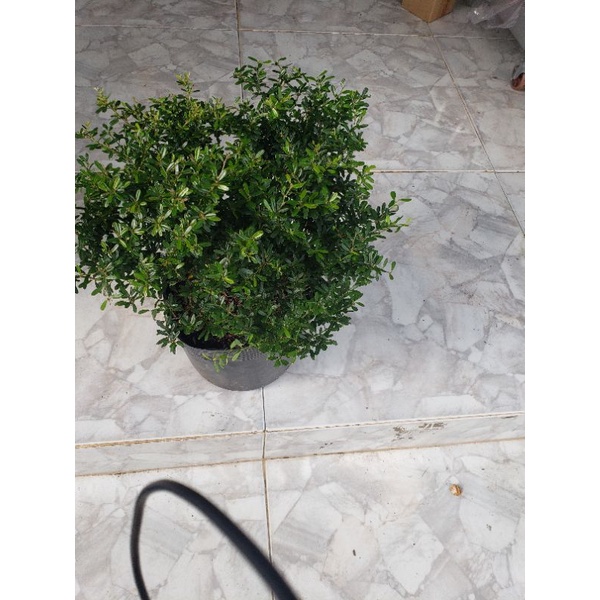 Cây Linh Sam hạt gạo