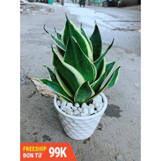 Chậu Lưỡi Hổ Thái Búp Sen
