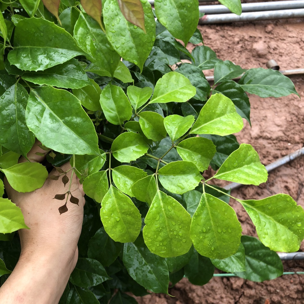 Cây hạnh phúc - cây hạnh phúc to Cao 80cm tán cực sum suê lá xanh mướt mang lại bình yên may mắn