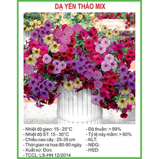 Hạt Giống Dạ yến thảo Mix 100 Hạt/ Gói