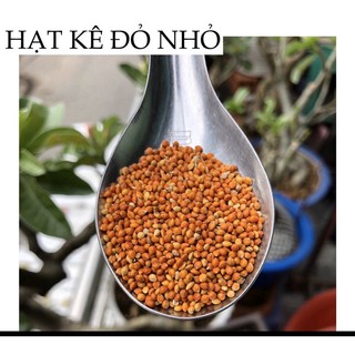 Hạt kê nhỏ thức ăn chim yến phụng , cu gáy (1kg).