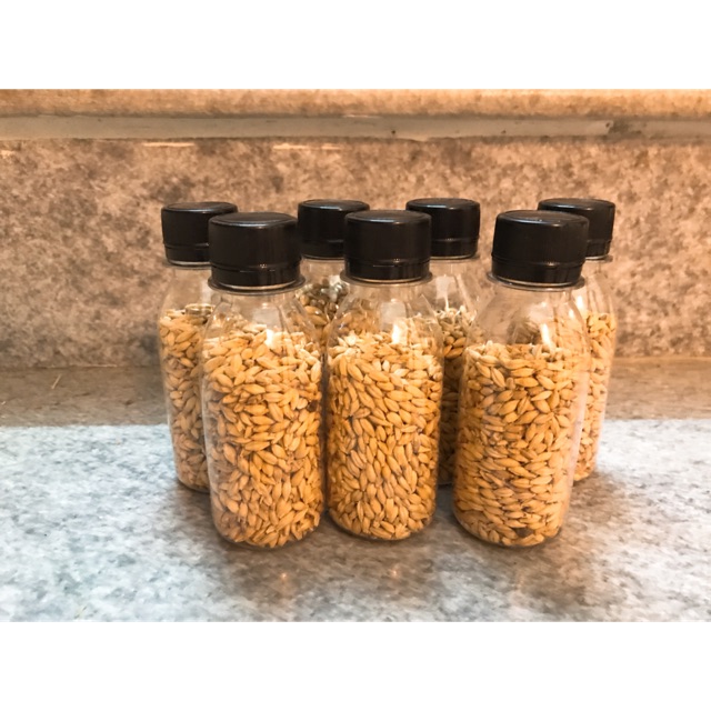Hạt Đại Mạch Hamster