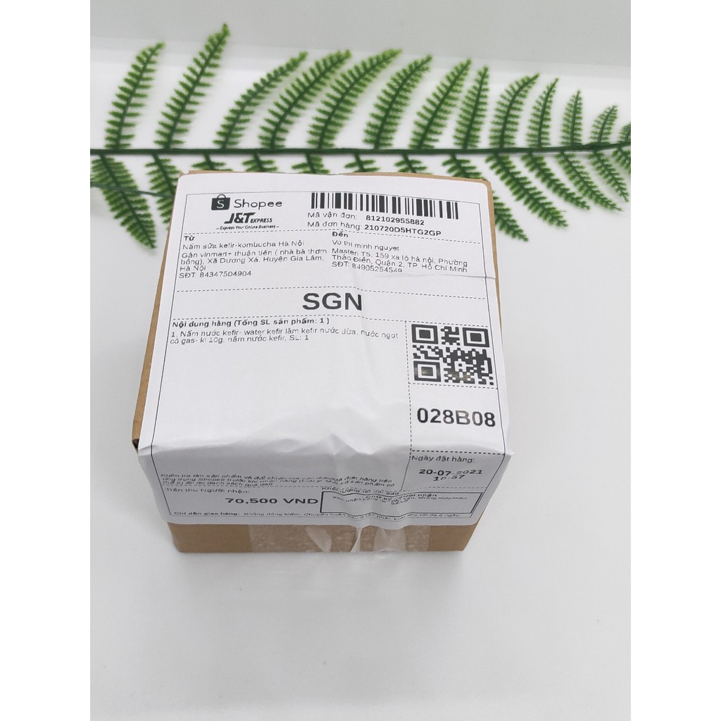Water kefir- Nấm nước (kefir dừa) 20g làm nước ngọt có gas